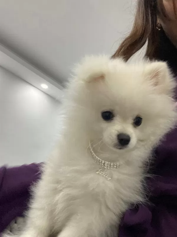 Pomeranian Yavru 7 Aylık