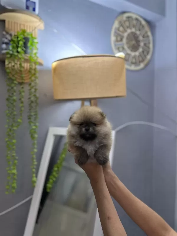 Pomeranian Boo Erkek Ve Dişi Yavrularımız