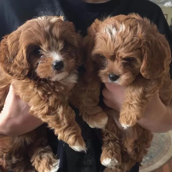 Maltipoo Yavrumuz Red