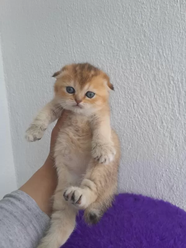 Golden Scottish Fold Kız Bebeğimiz