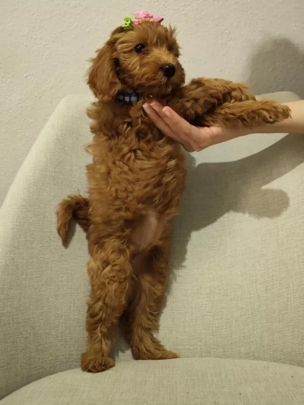 Üst Kalite Maltipoo Yavrum Uygun Verilecek