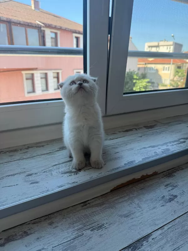 2 Adet Dişi Scottish Fold
