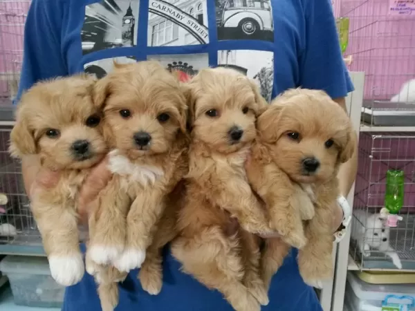 Sağlıklı Maltipoo Yavrularımız