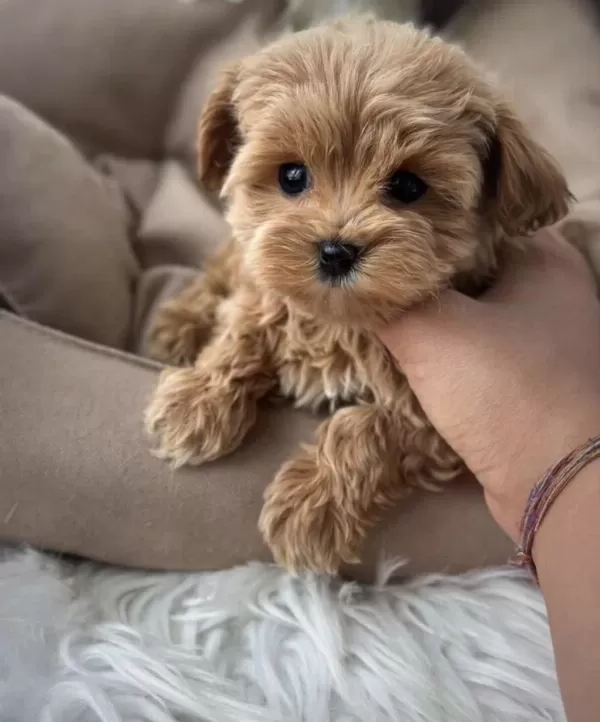 Kore Teacup Maltipoo Yavrular