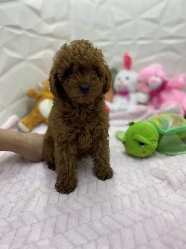 Erkek Dişi Orijinal Kore Poodle Yavrularımız