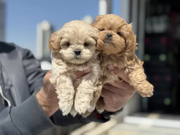 Petmode Köpek Çiftliğinde Ziyarete Açık Maltipoo