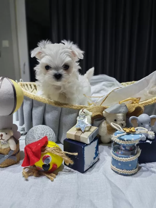 A Scrli Babadan Kore Maltese Bebekler