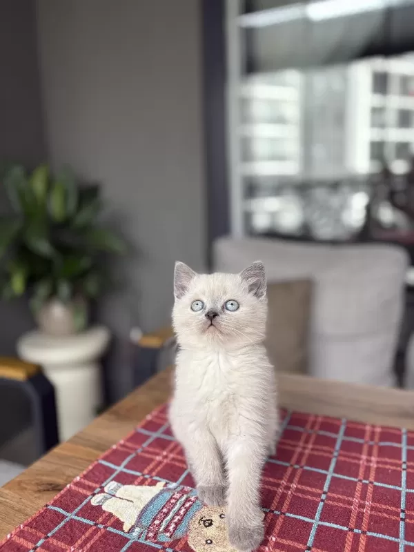 Ev Ortaminda Büyüyen British Shorthair Yavrular