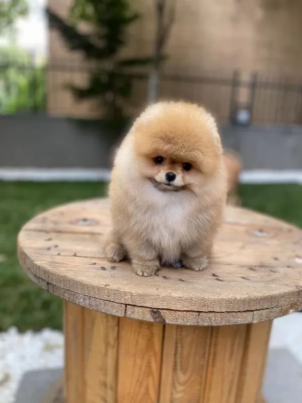 Orjinal Miss Turkey Pomeranian