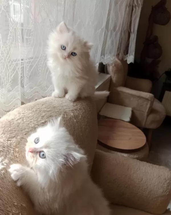 2 Aylık Erkek İran Kedisi Sahibimi Arıyorum