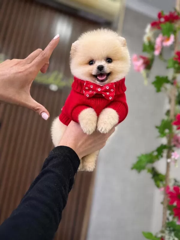İrk Ve Sağlık Garantili Pomeranian Boo Bebekler