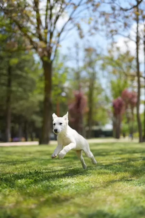 Muhteşem Husky Yavruları