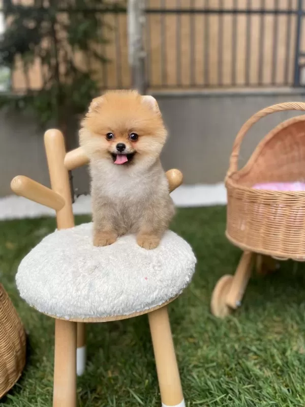 Orjinal Miss Turkey Pomeranian