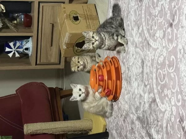 Sahibinden Güzel Kedimiz