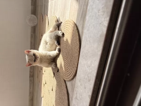 Masmavi Gözlü Erkek British Shorthair