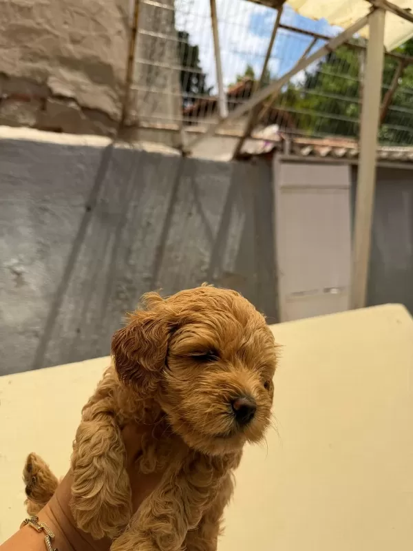 Teslime Hazır Maltipoo Yavrularımız