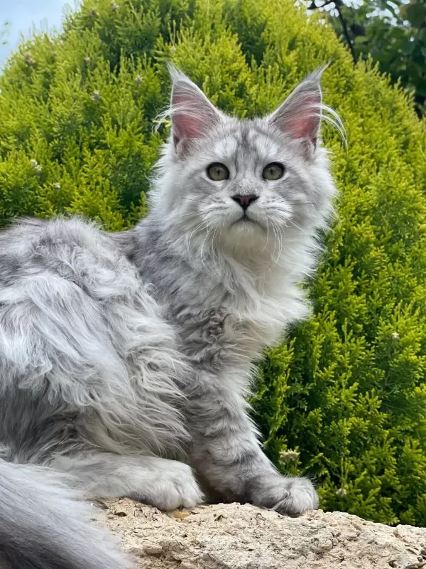 Maine Coon Shaded Line Polydactyl Erkek