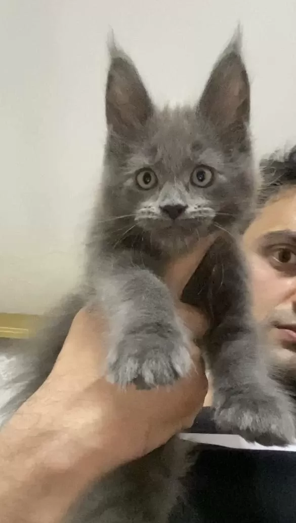 Xxl Yurt Dişi Üst Kalite Erkek Kediler