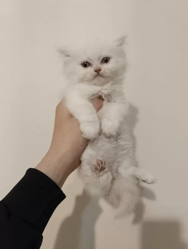 Erkek British Longhair Ayıcık Surat Bebek