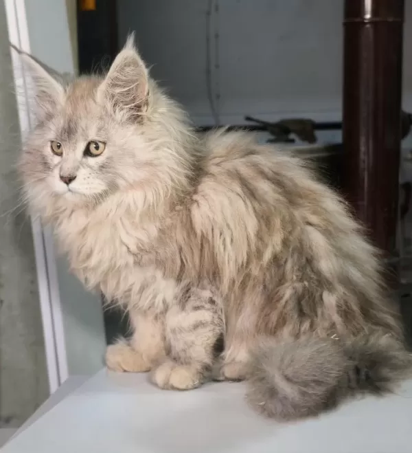 Müthiş Yavru Maine Coon