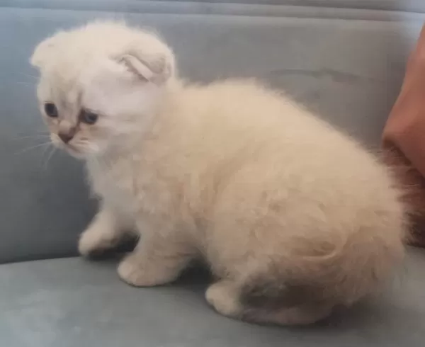 Scottish Fold Blue Point Yavru