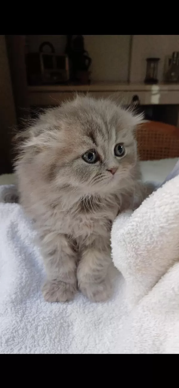 Anne Altından British Longhair Bebekler