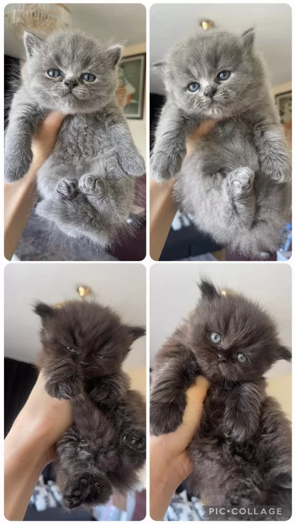 Safkan British Longhair Yavrularım