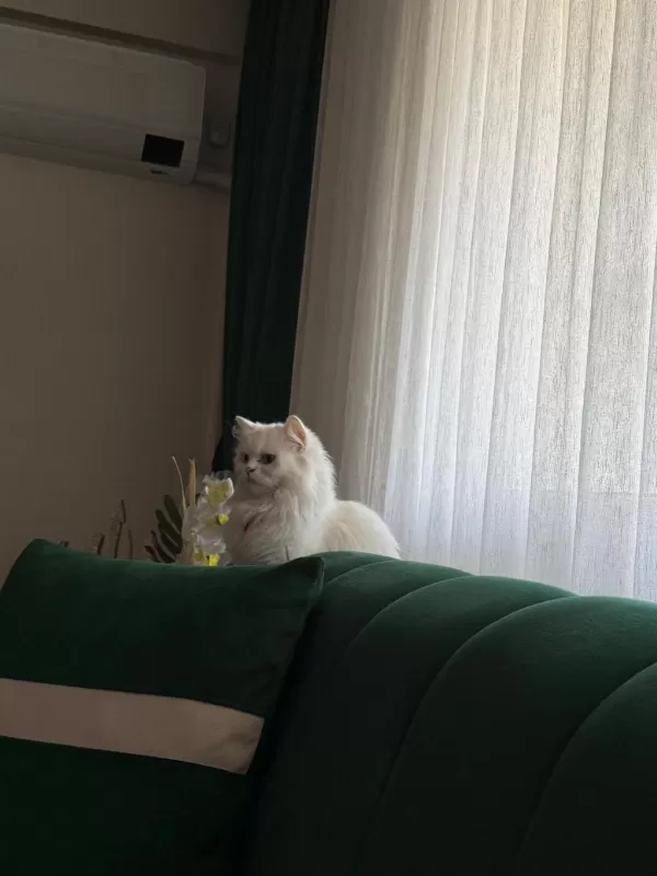 Van Kedisi Dişi Tuvalet Eğitimli
