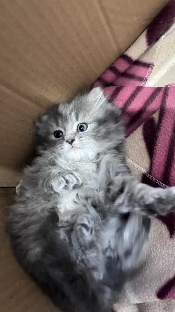 Scottish Fold Yavrular