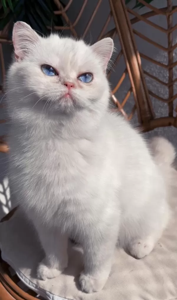 Pamuk Prenses Kedimiz