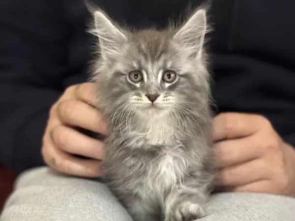Ankaranın En Kaliteli Şecereli Maine Coon Yavruları