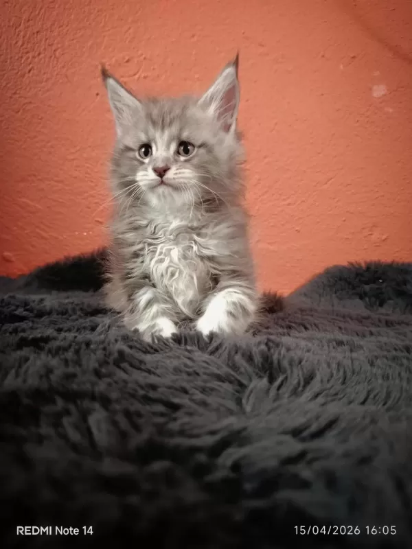 Ultra Kalite Maine Coon Yavrularımız