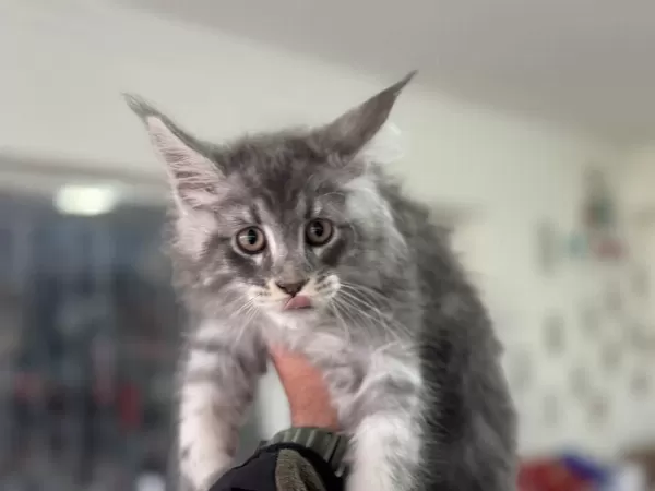 Yasal Ruhsatlı Çiftlikde Ziyarete Açık Maine Coon Lar