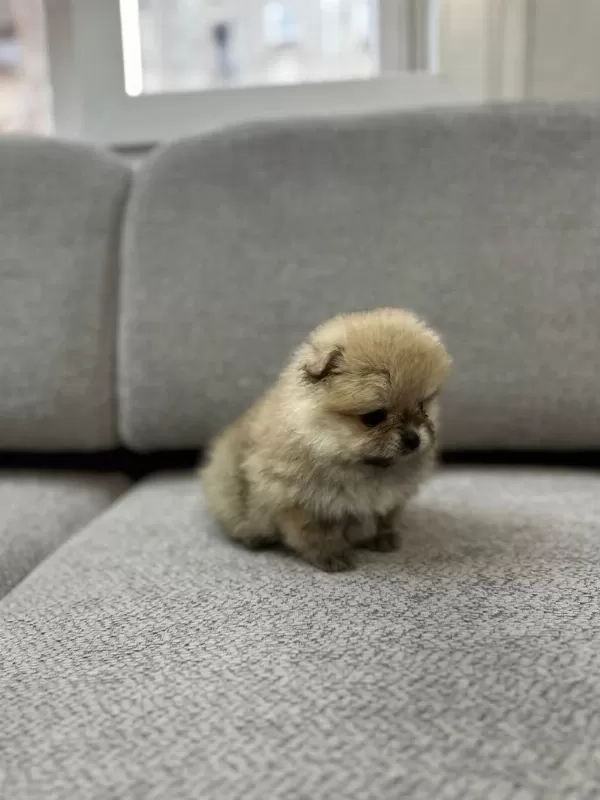 Pomeranian Boo Erkek Ve Dişi Yavrularımız