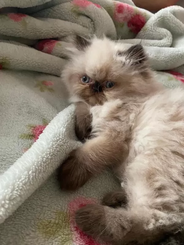 İran Himalayan Tatlı Kedimize Yuva Arıyoruz