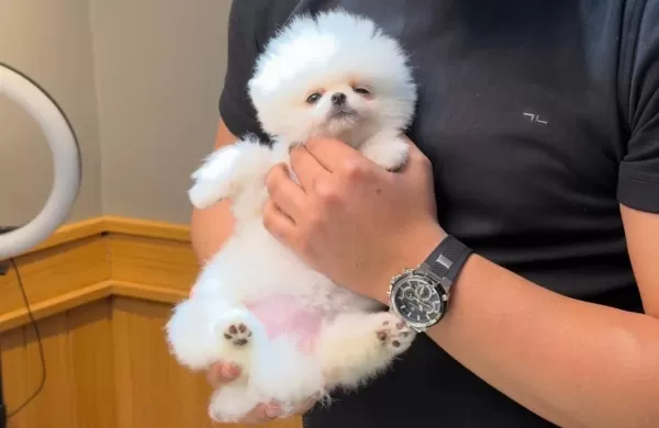 3 Aylık Pomeranian Dişi