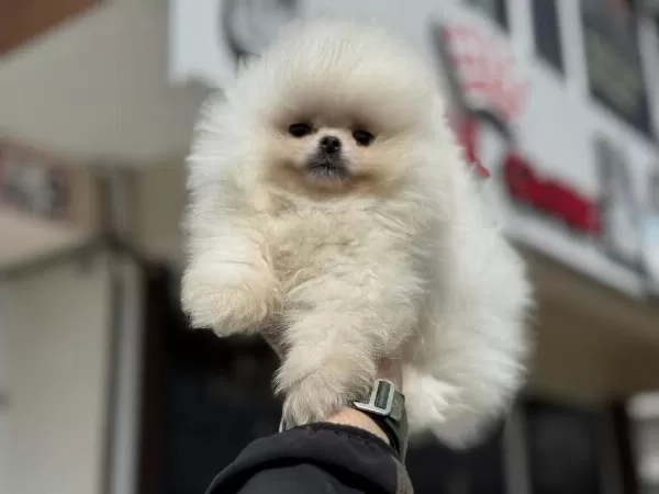 Tea Cup Teddy Face Pomeranian Petmode Den