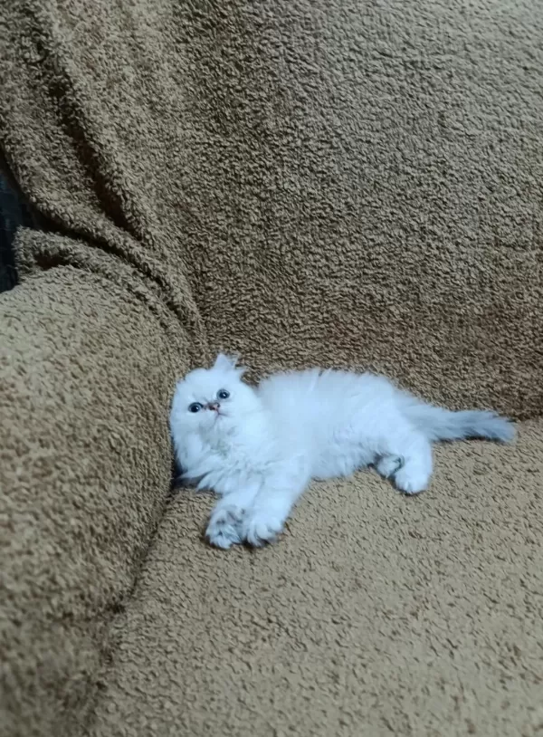 British Longhair Silver Point Kızımız