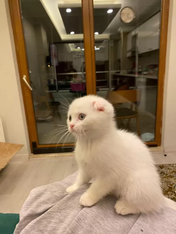 Koca Kafa Baby Face Scottish Fold Yavruları