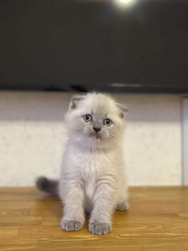 Ev Ortaminda Büyüyen Scottish Fold Yavrularim
