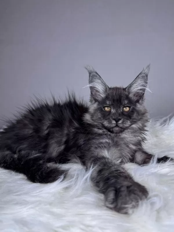 Black Smoke Dişi Maine Coon Wcf