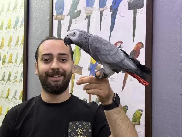 Jumbo Boy 200 Kelime Konuşan Jako Papağanimiz
