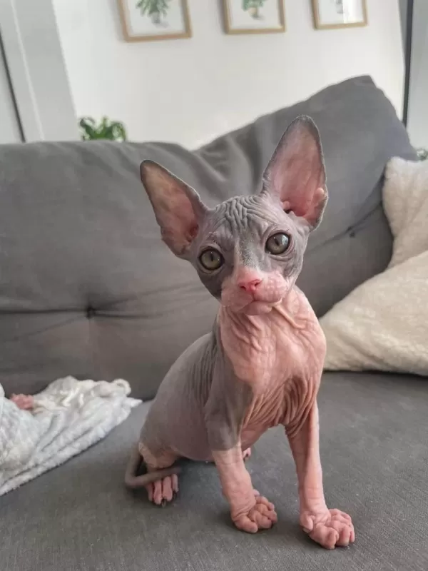 Sphynx Kitten Pet Consultant Listing