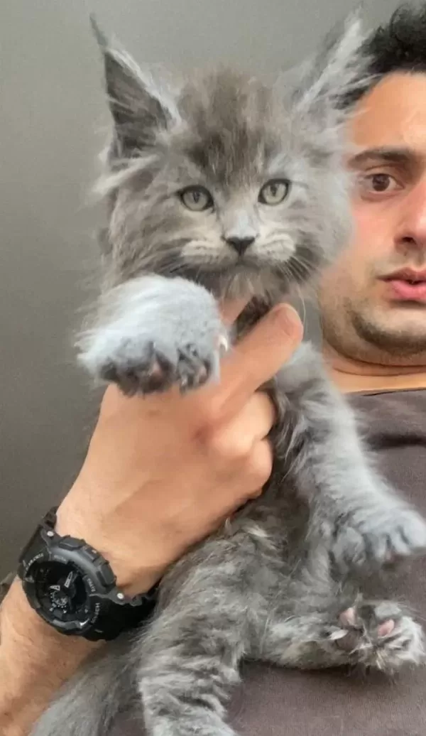 Xxxl Maine Coon Erkek Yavrular (yurt Dışı Şecereli Dereceli)