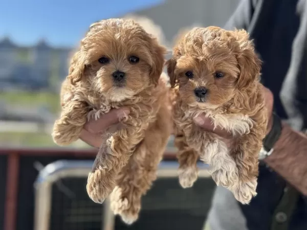 Ankrada Yasal Ruhsatlı Çiftlikden Maltipoo Yavrularımız