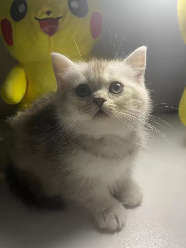 Safkan British Shorthair Erkek Yavru