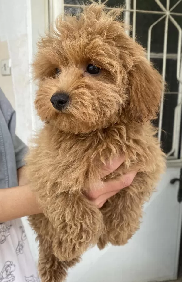 Mini Boy Maltipoo Oğlumuz