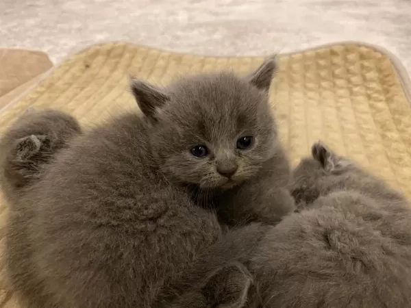 2 Aylık Kediler Yeni Yuvalarını Arıyorlar