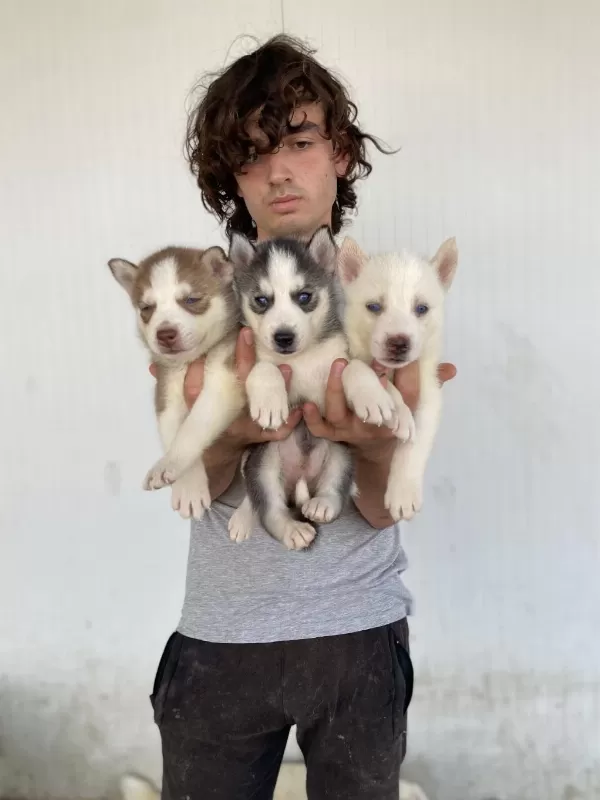Her Renk Husky Yavrularımız