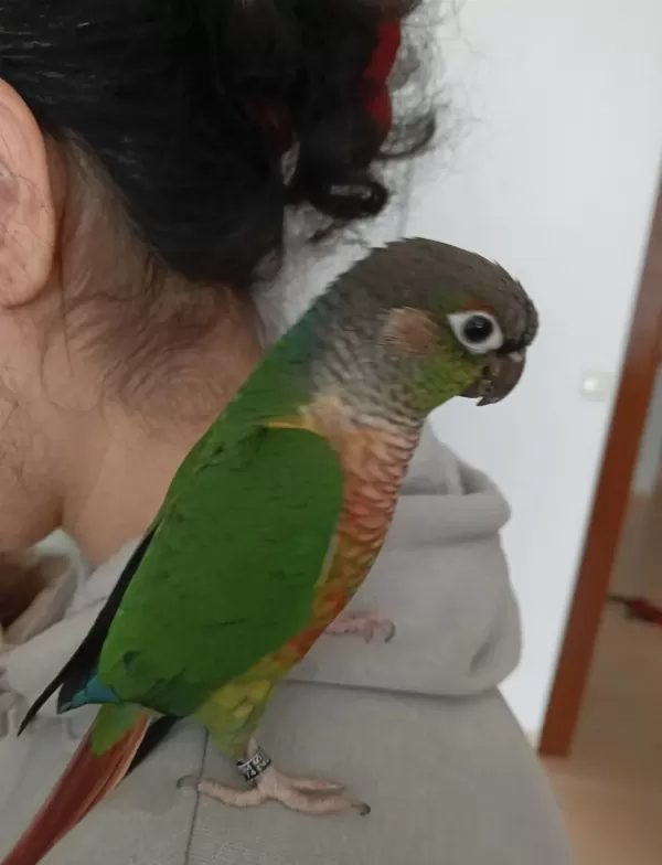Green Check Konur Papağanı